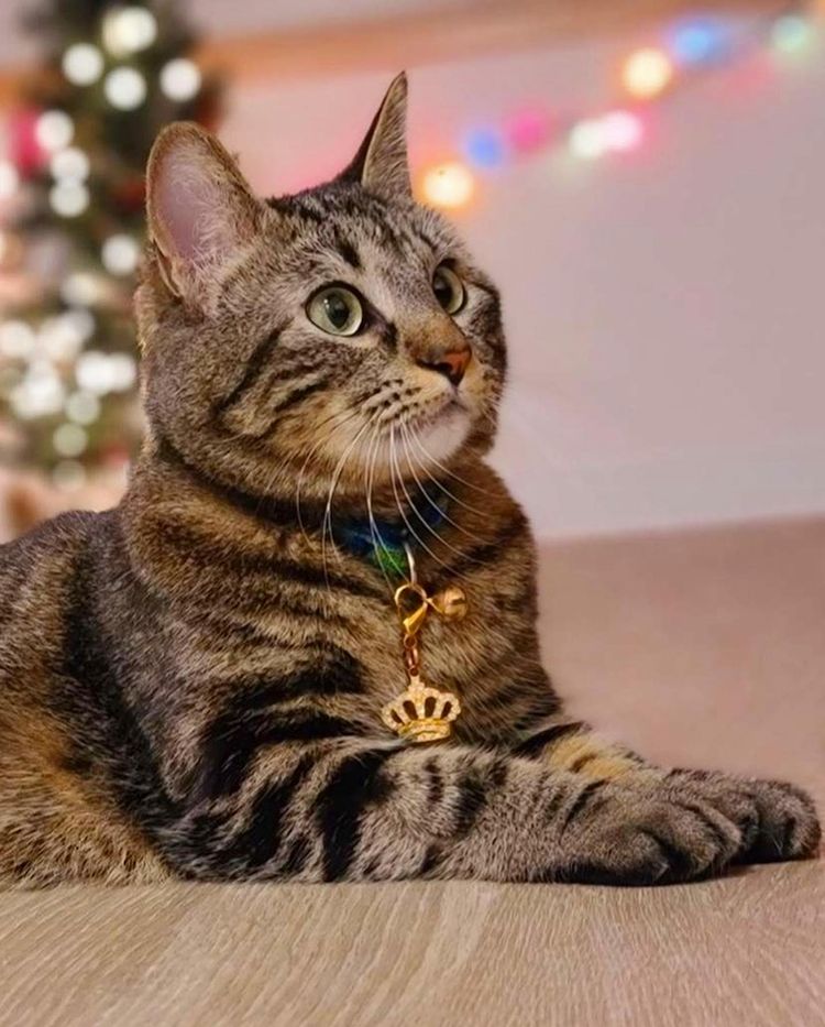 cat with crown collar
