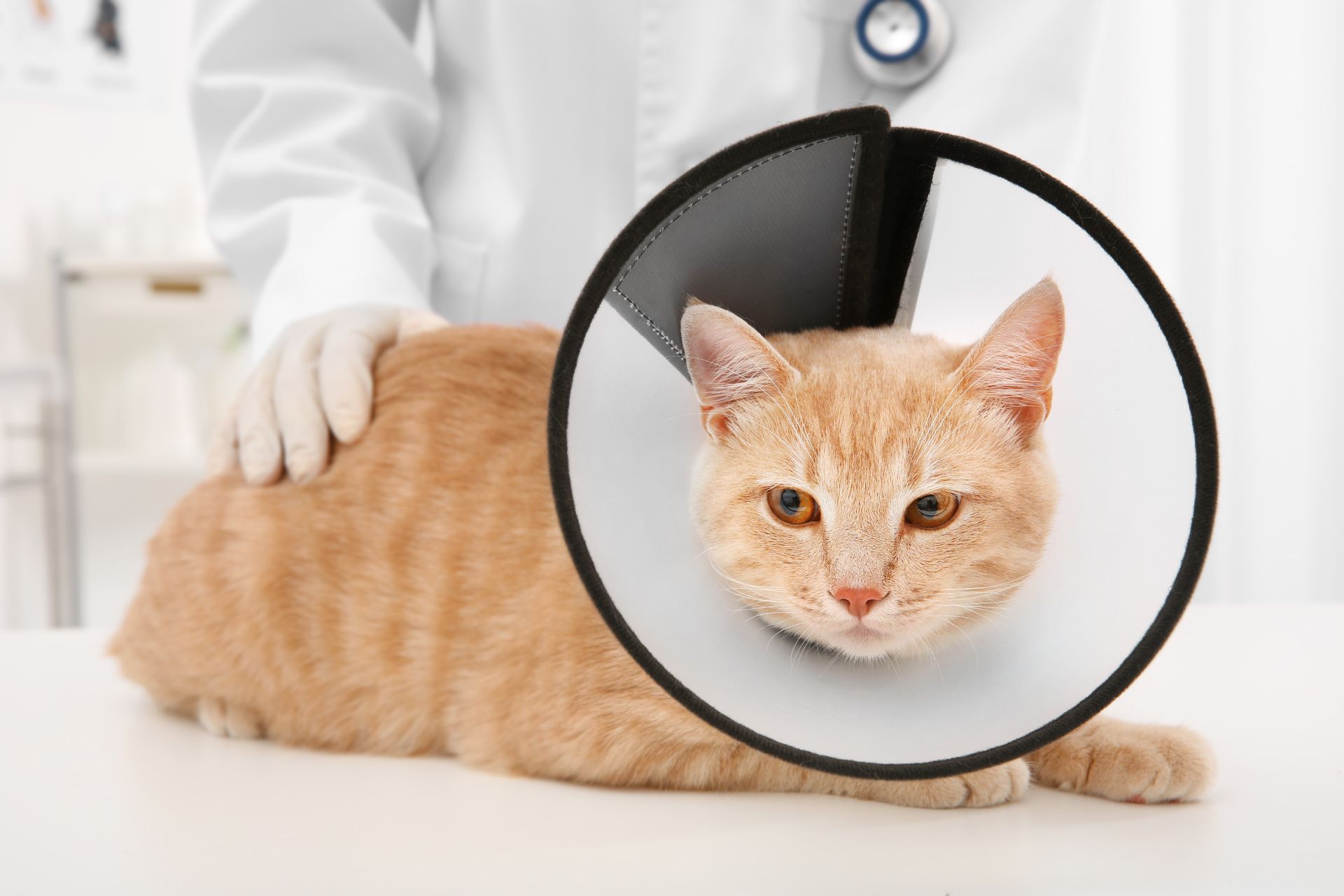 cat wearing cone at vet